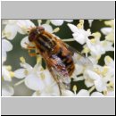 Parahelophilus sp - Teichrandschwebfliege w01b.jpg